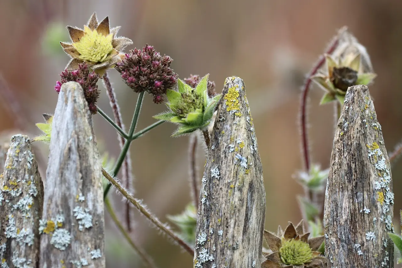 Vild have med blomster og træhegn
