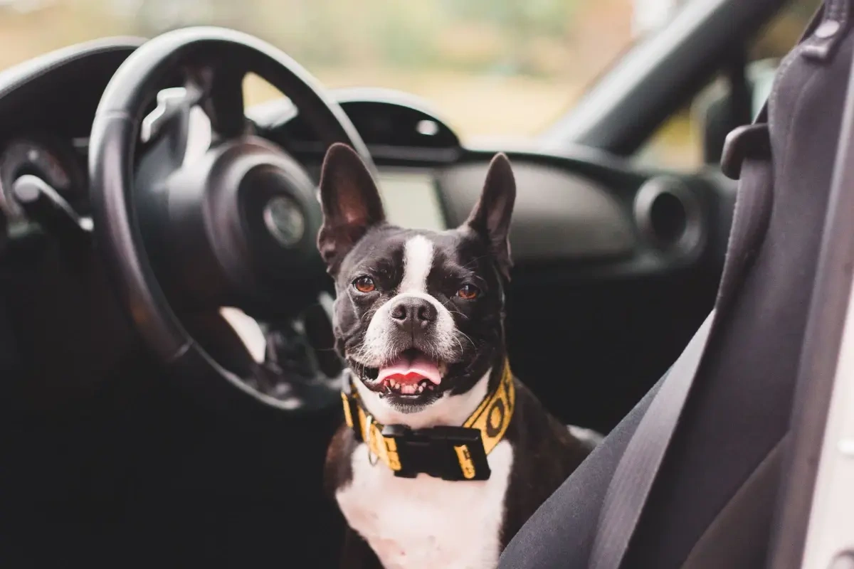 Kør selv ferie med hunden - hvad skal du være opmærksom på, og hvordan får du den bedste tur?