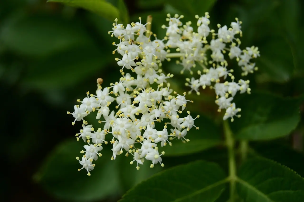Stærkt immunforsvar året rundt: Fødevarer og daglige rutiner